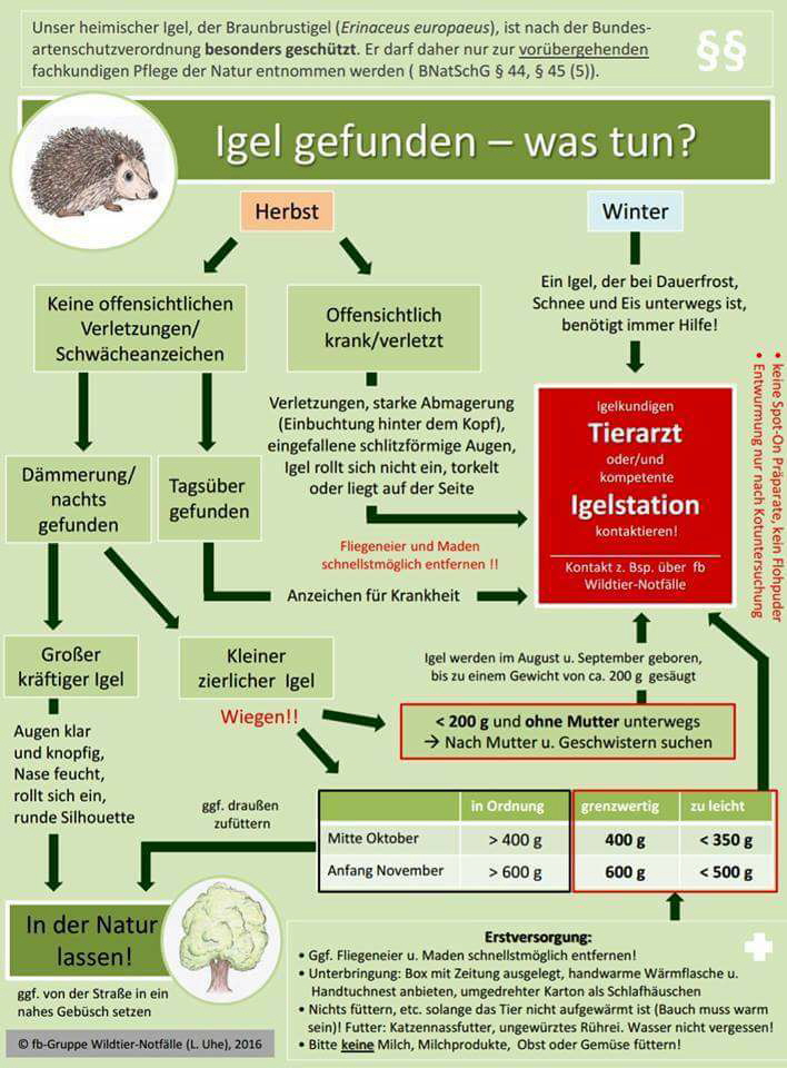 Igel in Not