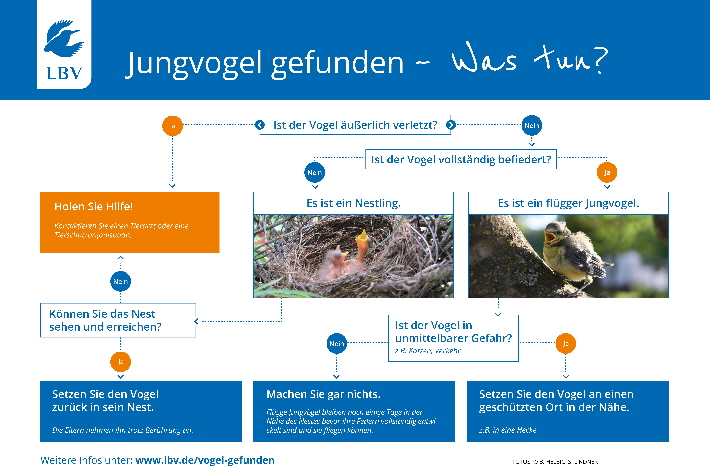 Jungvogel_gefunden_3-2